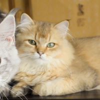 哪个品牌猫粮质量好?2026年度猫粮综合评测TOP6