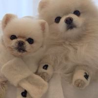 2026优质狗粮品牌对比:去泪痕犬粮推荐+高性价比狗粮口碑推荐