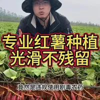 专业的红薯种植，是光滑还不残留，还达标，还绿色#农户为省钱竟使用违禁高毒农药 #红薯种植 #红薯高产种植 #农业种植技术 #分享农业知识帮农民增产增收