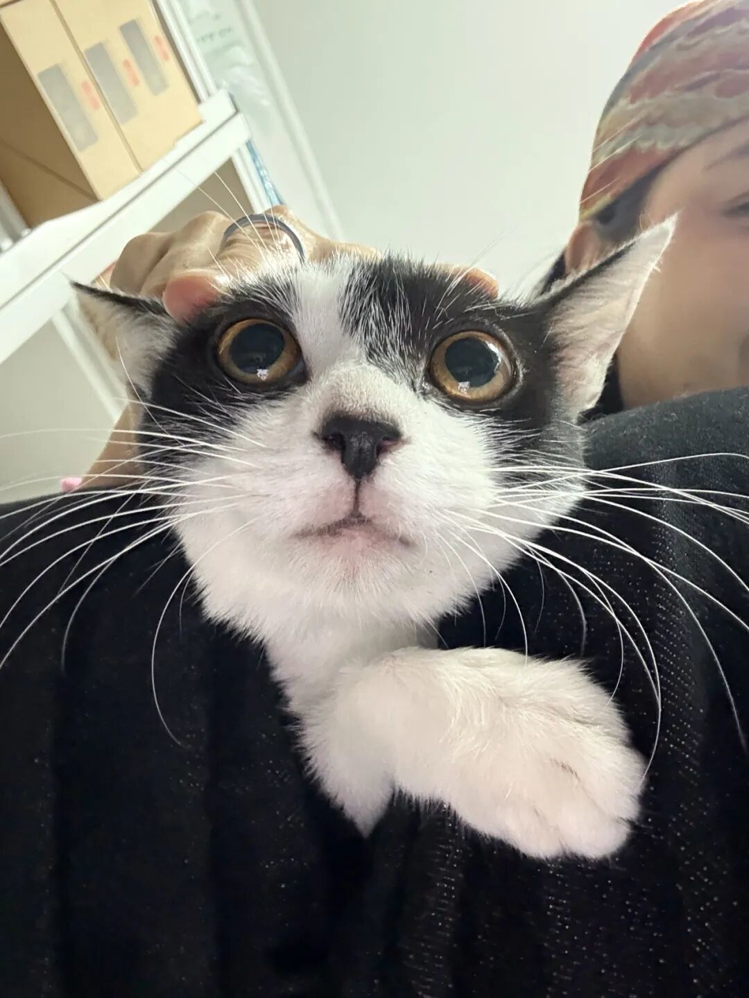 爱心接力:一只流浪小猫如何在冷漠世界中找到温暖的家