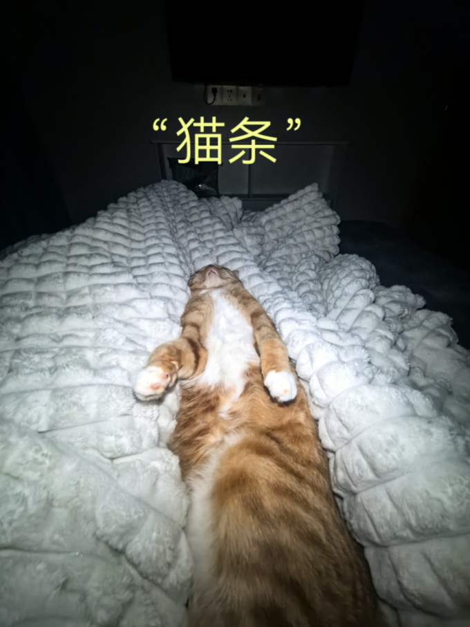 宽福猫咪干粮