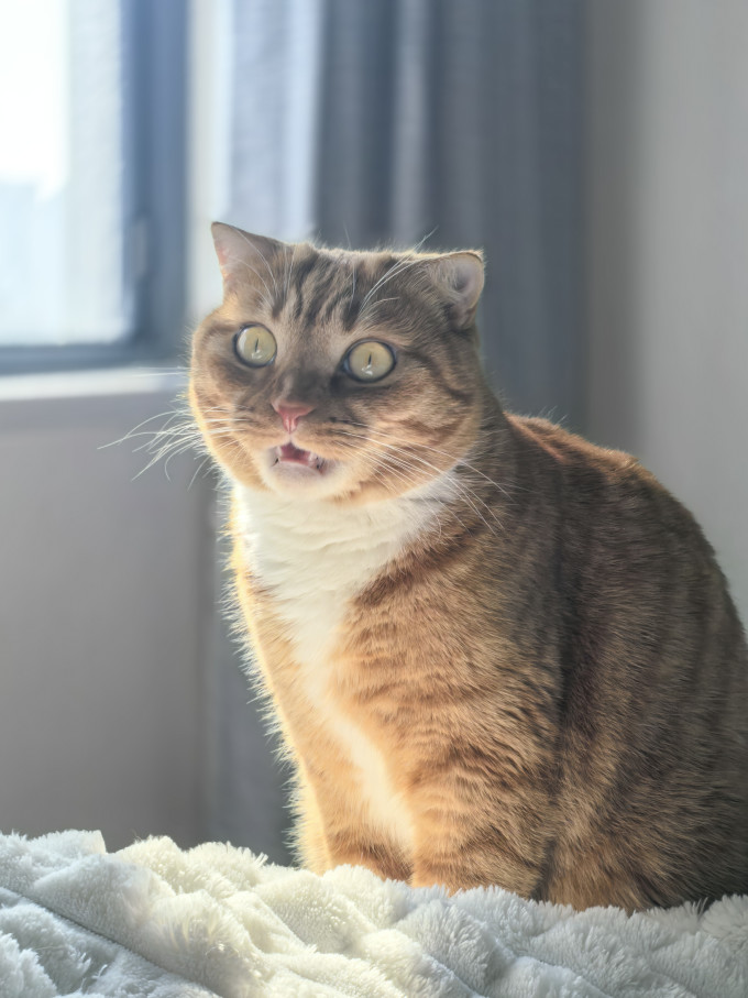 宽福猫咪干粮