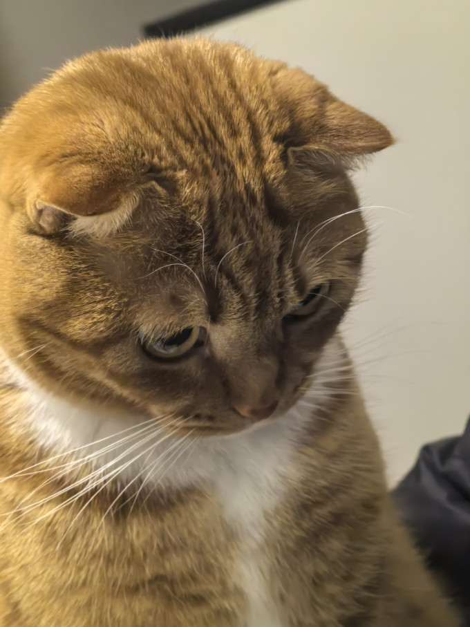 宽福猫咪干粮