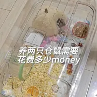 养两只仓鼠需要花费多少money？#仓鼠 #养鼠日常分享 #养鼠日常 #仓鼠日常 #宠物