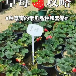新手种草莓🍓最常见种得最多的品种就是奶油草莓，然而很多时候他们都被套路了，买到的很多都是法兰蒂、甜查理、桃熏和红颜冒充的奶油草莓，而真正的奶油草莓是章姬这个草莓品种，这是新手种草莓最容易踩的坑。想要实现草莓自由，选择合适的草莓品种至关重要，隋珠、粉玉二号、梦之芙都比奶油草莓更胜一筹#dou来一起种草莓 #草莓 #草莓种植 #盆栽草莓 #盆栽草莓种植方法