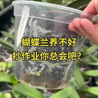蝴蝶兰养护用品参考 #兰花种植 #养花小知识 #蝴蝶兰养护 #蝴蝶兰换盆 #兰花植料