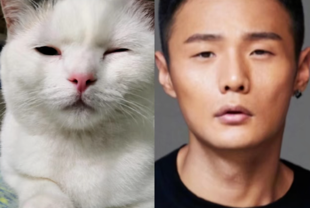 什么人养什么猫,太准了,看看你中招了吗?