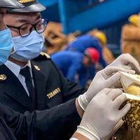 靠中国人吃饭还“投毒”？泰国榴莲检出致癌物，削了皮也没用