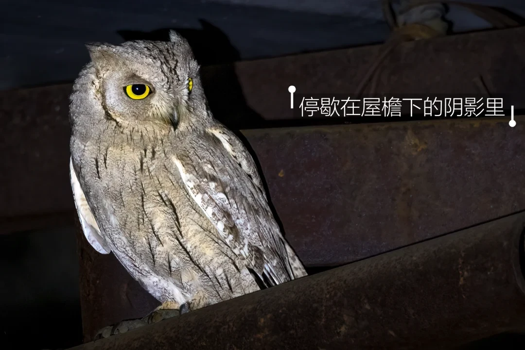 我在新疆一处小卖部,遇到了这只猫头鹰
