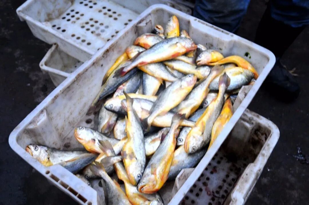 一月，这3种海鱼正大量上市，纯野生无养殖，美味又便宜别错过了
