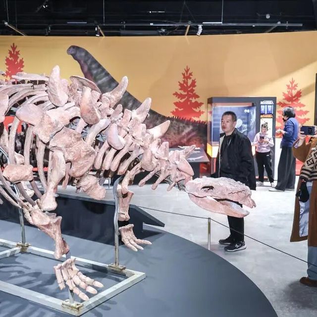 “遇见白垩纪：恐龙化石特展”启幕，北京超650件化石重现史前盛景