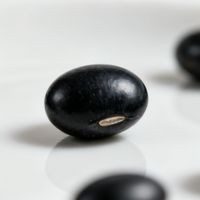 黑豆营养价值被严重低估：权威数据与最新研究证实其高蛋白、低GI及强抗氧化优势