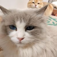 《挑食软便终结者：7天科学饮食调整法，让猫咪吃饭香、便便稳》