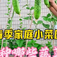 经常有友友问，春季家庭小菜园能种什么蔬菜，今天就把我小菜园去年种的蔬菜给大家展示一下，希望能给不知道种啥菜的友友一点参考
