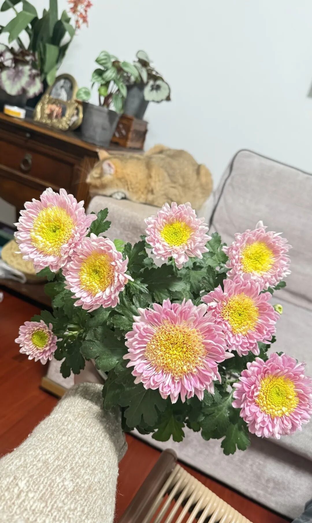 绿植界的“塑料花”,单花开一个月,连开大半年,美可比牡丹,因名字拗口,很少人知道