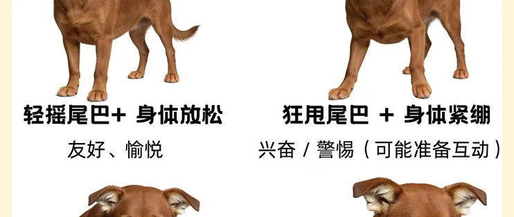 养狗必看！28 个狗狗动作，别再误会修勾啦_狗狗_什么值得买