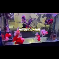 昼夜温差越来越大，小鱼们的保命神器你安排上了吗？#养鱼人 #养鱼日记 #yee牌加热棒 #百褶尾泰狮金鱼 #养鱼心得分享