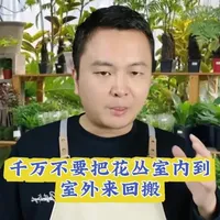 不要把花室内室外来回搬了 #绿植花卉养护经验分享#施肥技巧#浇水技巧#养花经验分享