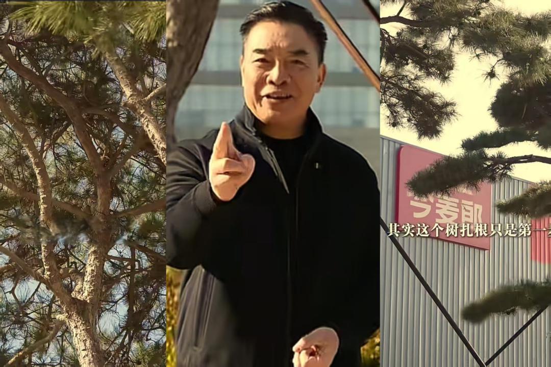 31岁的今麦郎,为什么在2025年跑去“无人区种大树”