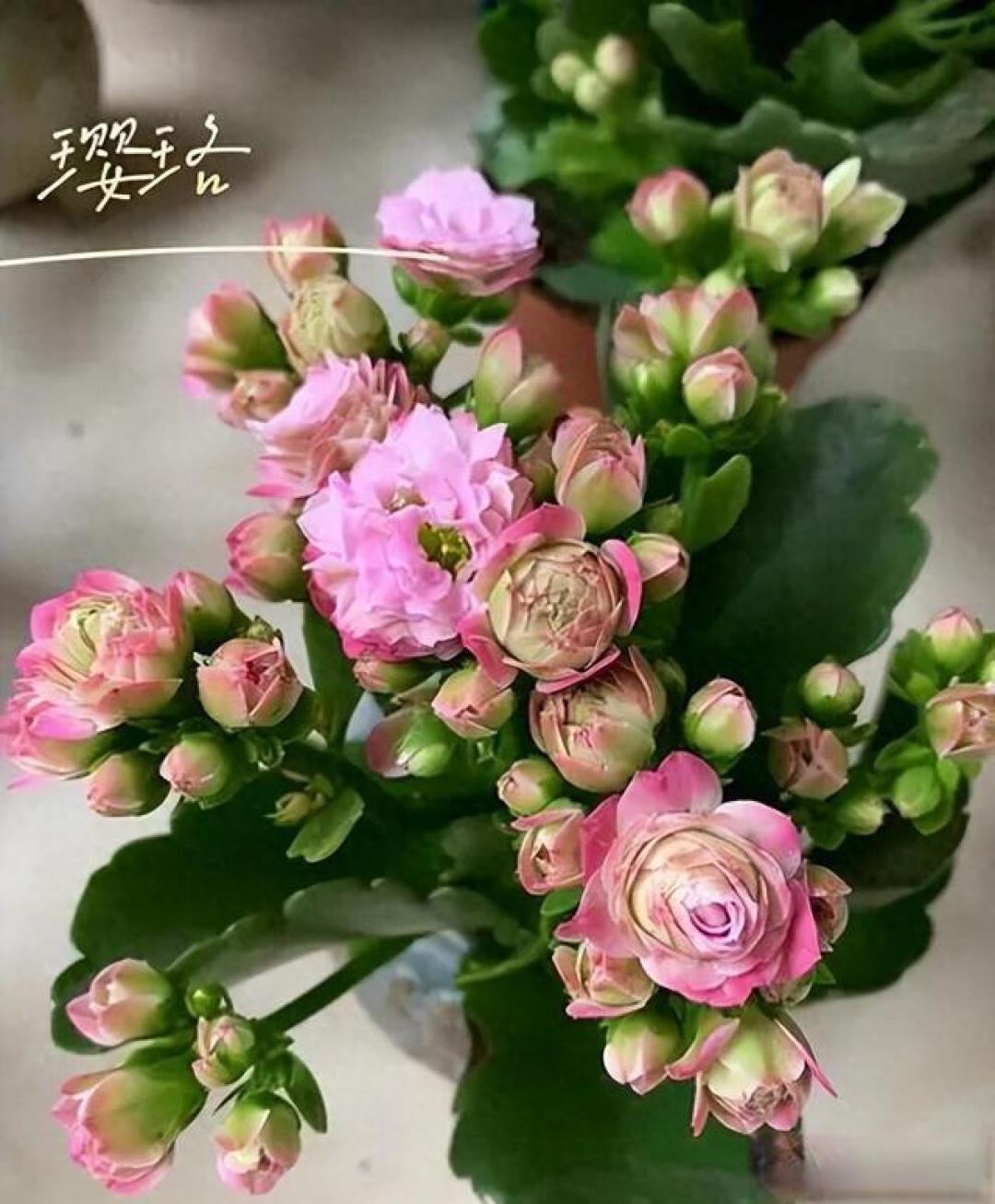 长寿花养护避坑指南:你浇一次水,我够用一个月,好看又好养