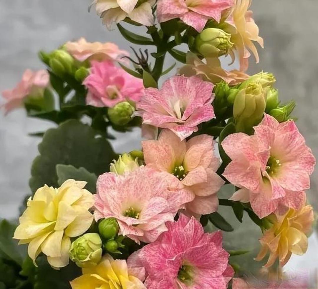 长寿花养护避坑指南:你浇一次水,我够用一个月,好看又好养