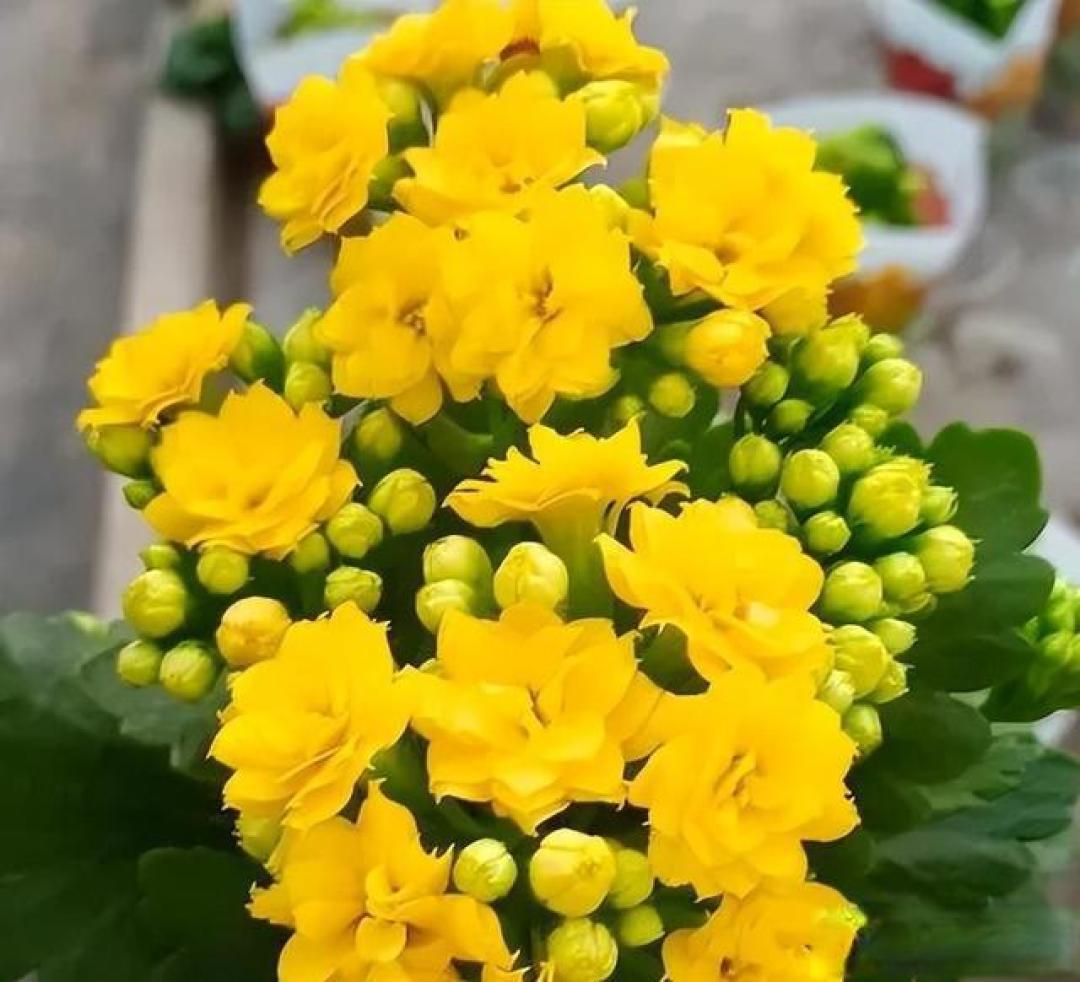 长寿花养护避坑指南:你浇一次水,我够用一个月,好看又好养