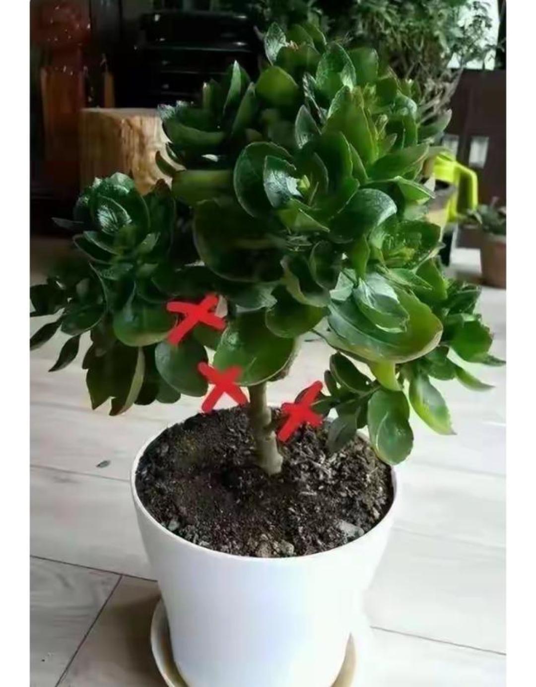 养长寿花还只会浇水?老花匠这3招让它身价翻十倍!