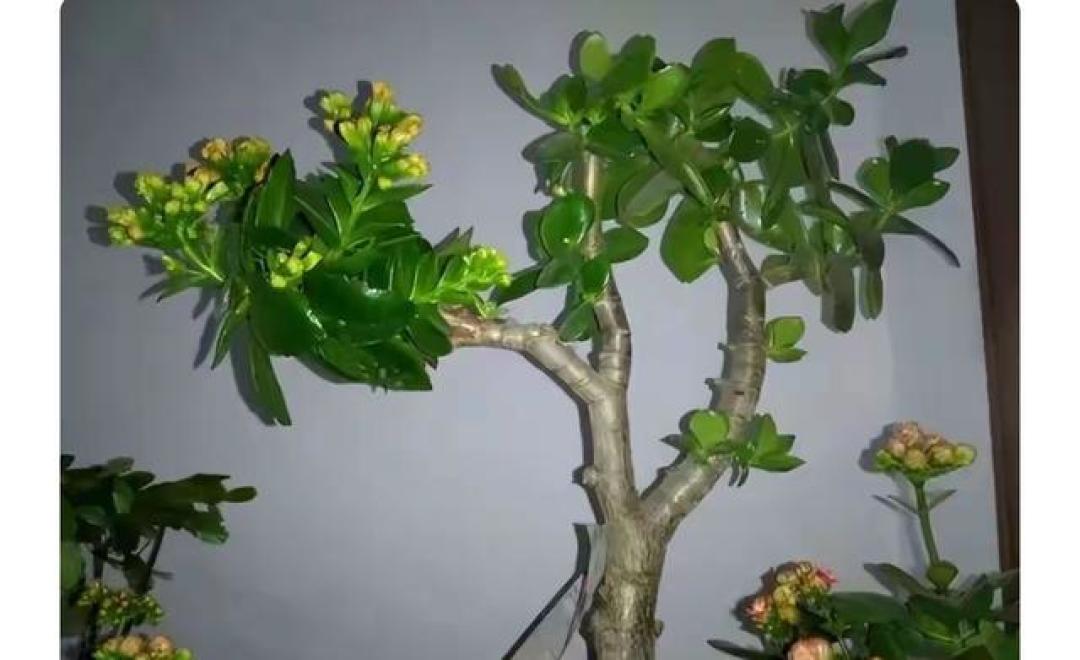 养长寿花还只会浇水?老花匠这3招让它身价翻十倍!