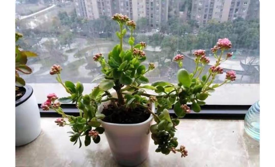 养长寿花还只会浇水?老花匠这3招让它身价翻十倍!
