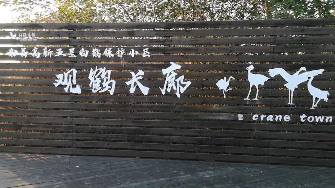 鄱阳湖观鸟的几个城市对比