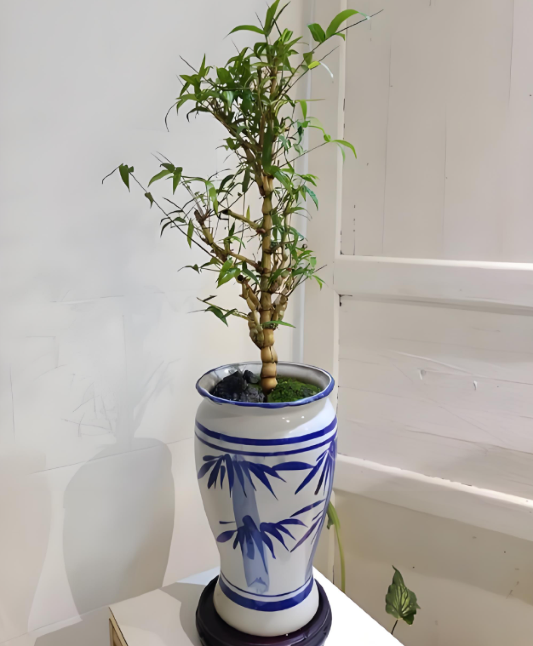 绿化带改造捡丛“秃头竹”，回家种起来，发芽后，富贵到邻居不敢认
