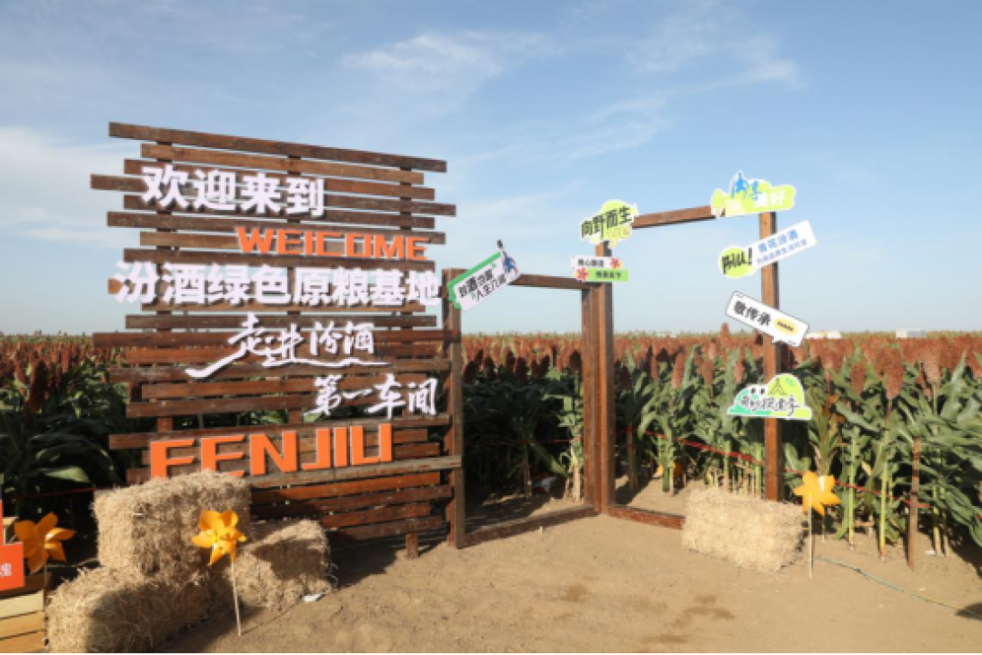 黑土种红粱,粮心育清香:汾酒“第一车间”扎根吉林梨树县!