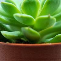 热爱：在养多肉的慢时光中温柔邂逅