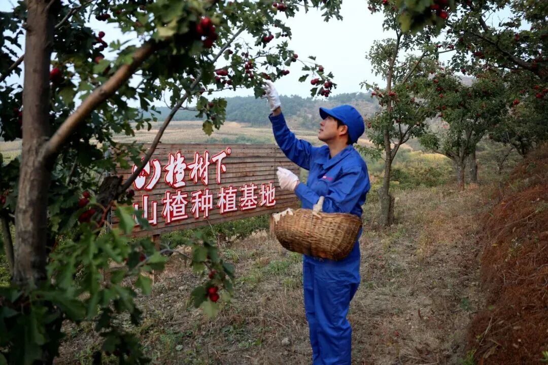 这个秋天,山楂“红”了!