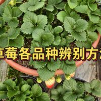 草莓常见品种的辨别方法,看看你的草莓苗对版不,又有多少人买到的是法兰帝,讲了玄玉,宁玉,粉玉,真红美玲,隋珠,章姬,盐莓,白色系草莓的辨认