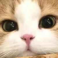 2026 养猫必囤猫粮清单！高口碑高性价比优质推荐