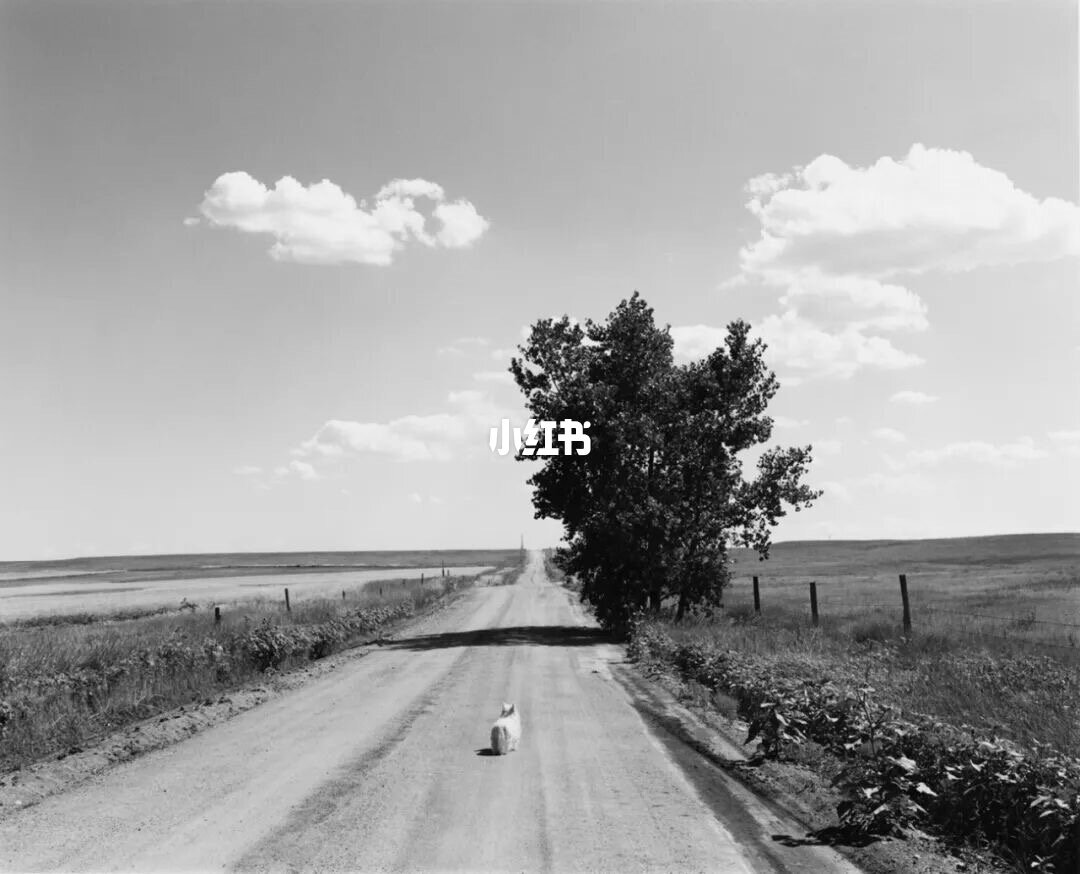 每天认识一位摄影师DAY297 Robert Adams