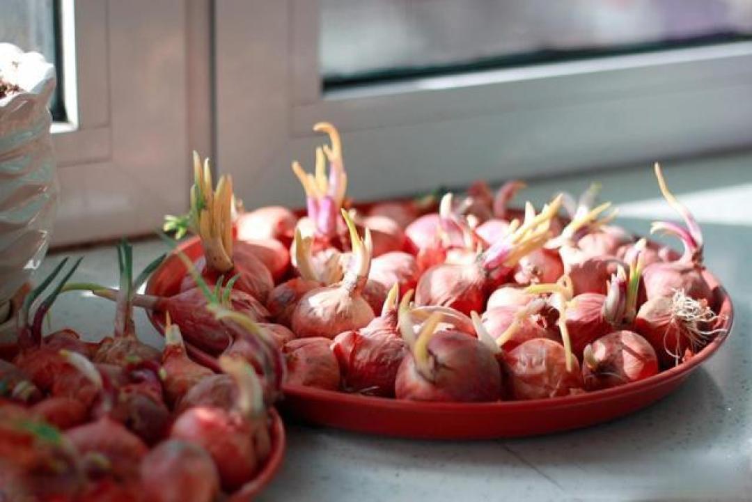这些蔬菜根、茎、叶都可以食用,种一样吃好几样,一种顶几种蔬菜