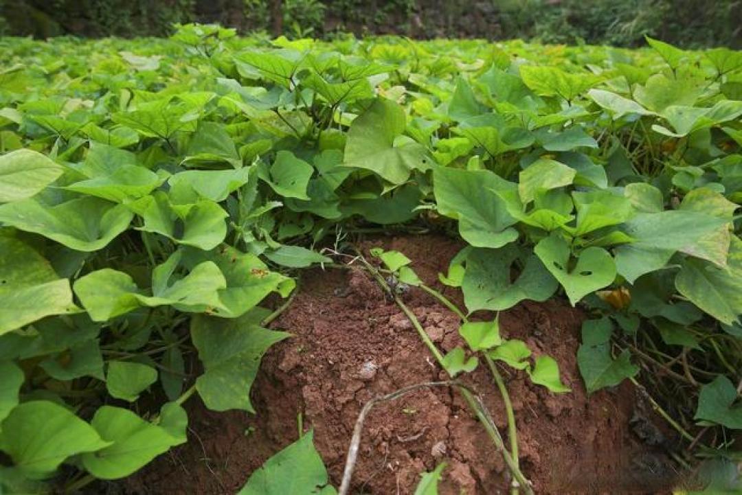 这些蔬菜根、茎、叶都可以食用,种一样吃好几样,一种顶几种蔬菜