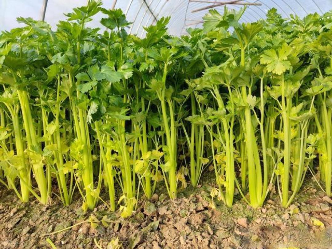 这些蔬菜根、茎、叶都可以食用,种一样吃好几样,一种顶几种蔬菜