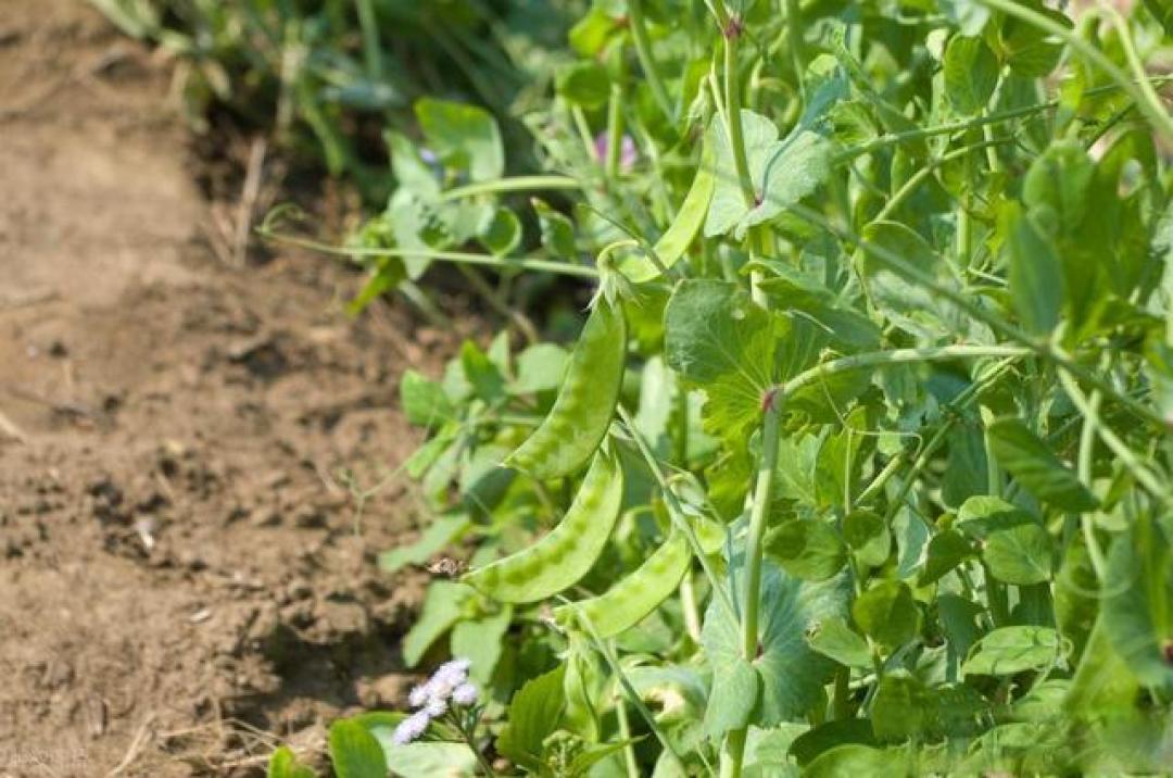 这些蔬菜根、茎、叶都可以食用,种一样吃好几样,一种顶几种蔬菜