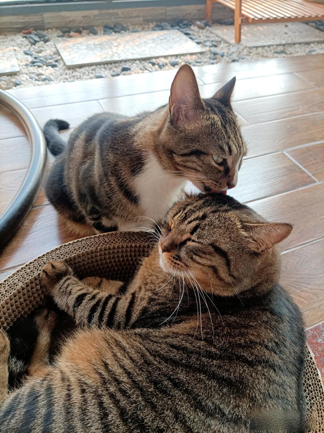 想再领养一只猫给现在的猫作伴,这种想法可行吗?