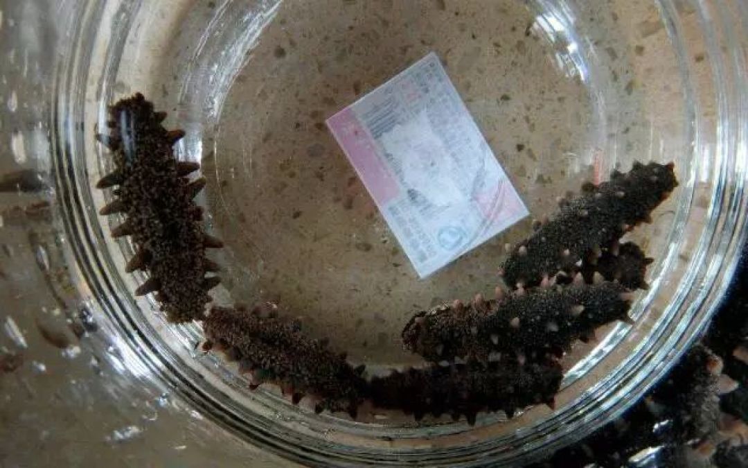 用正确步骤泡发干海参:简单易懂,人人都能上手