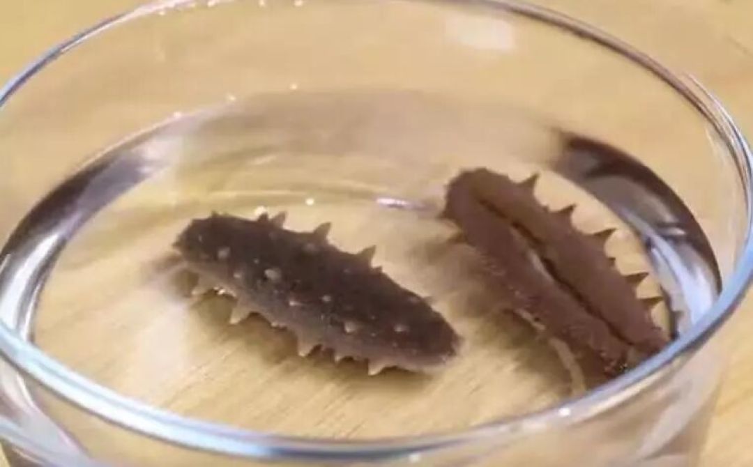 用正确步骤泡发干海参:简单易懂,人人都能上手
