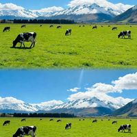 a2奶粉高价是物有所值还是经济负担？300+用户真实观点大PK