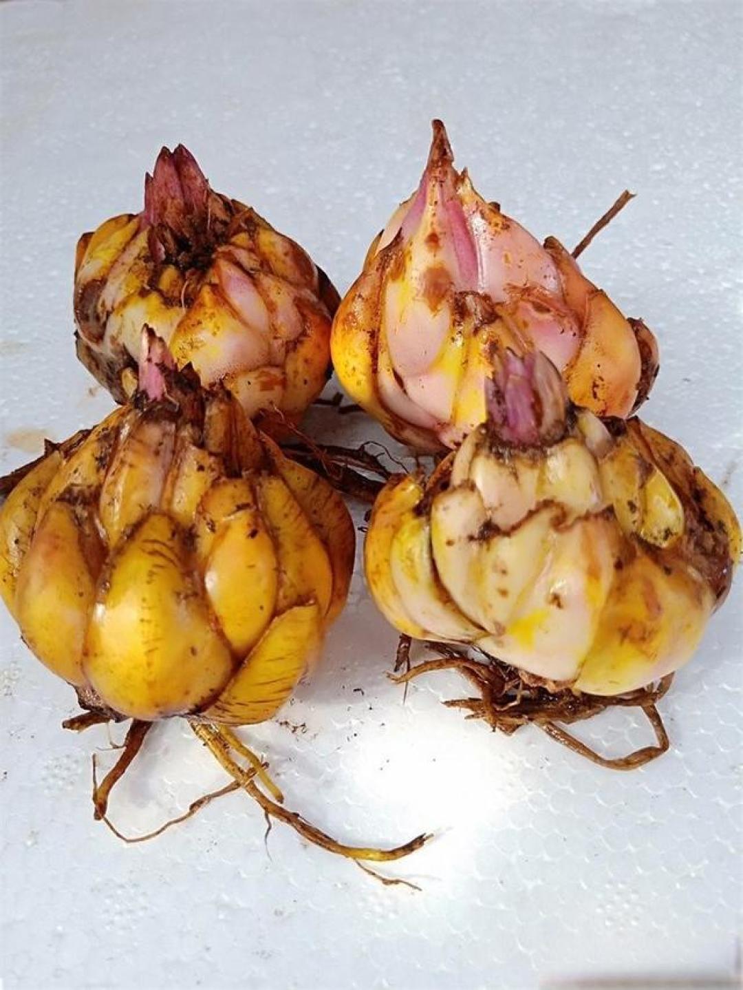 百合花的种植与养护