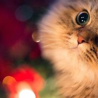 猫粮罐头哪个牌子好？2026主食猫罐头排行榜前十名深度测评！