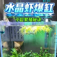水晶虾小缸爆缸保姆级干货教程✅ 亲测有效的繁殖秘诀，看完直接实现水晶虾自由#鱼缸里的大自然 #水族 #宠物 #观赏虾 #水晶虾