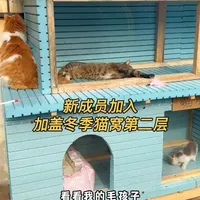 家里又添新成员，紧急加盖了冬季猫窝第二层#关爱流浪猫 #猫窝制作过程 #萌宠 #我和流浪猫的故事