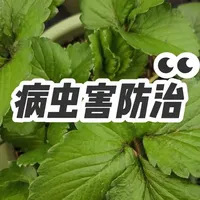 草莓常见病虫害防治方法，蓟马，蚜虫，青虫，叶斑病，这两种药搞定#草莓病虫害防治 #草莓种植 #家庭种植 #盆栽草莓 #草莓蓟马